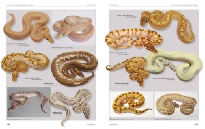 Python regius – Atlas der Farbmorphen